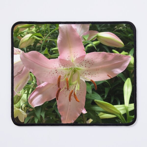 Item preview, Pretty pink stargazer lily flower designed and sold by FlowersAndMore.