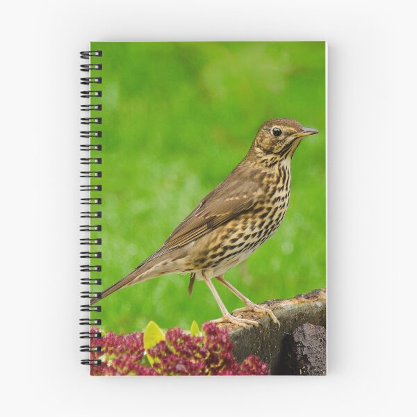 Item preview, song thrush designed and sold by kathleenjean.