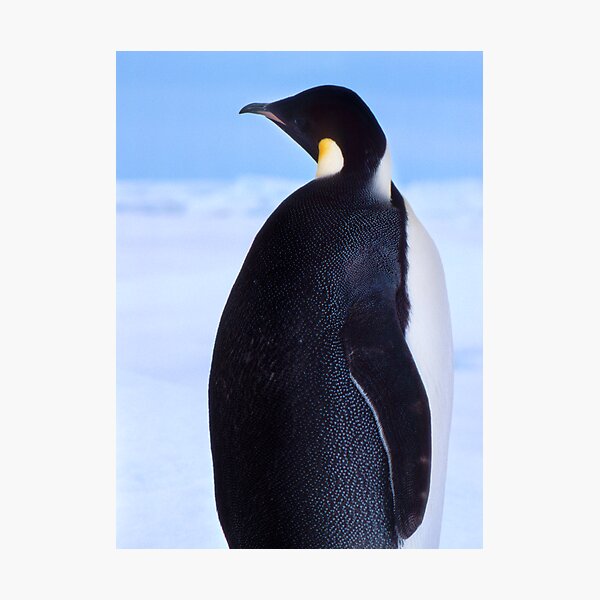 The Emperor's Glance Photographic Print