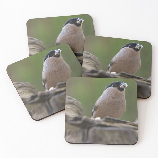 Item preview, Female Bullfinch designed and sold by rawshutterbug.