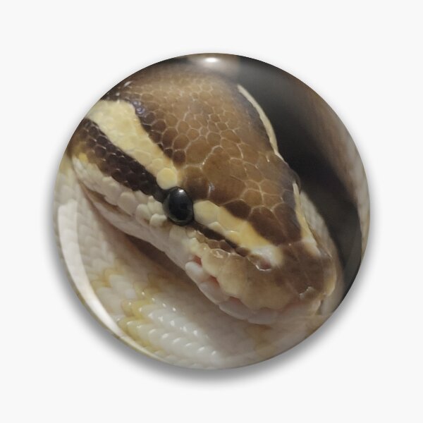 Item preview, Venus, Lesser het Clown Ball Python designed and sold by Nerdynoods.