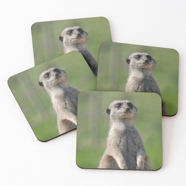 Item preview, Posing Meerkat designed and sold by rawshutterbug.