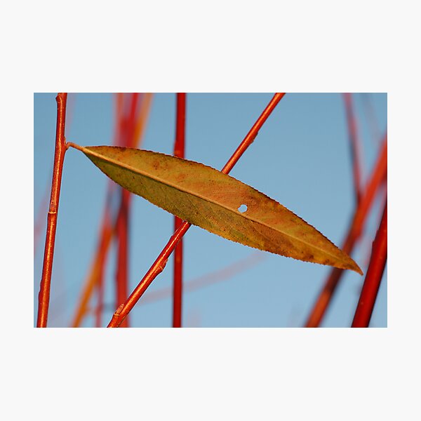 Item preview, Leaf Elipse designed and sold by ApeArt.