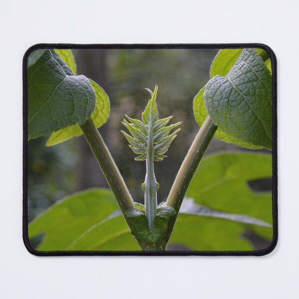 Item preview, Montanoa Bipinnatifida - Mexican Tree Daisy designed and sold by PhotosByFelix.