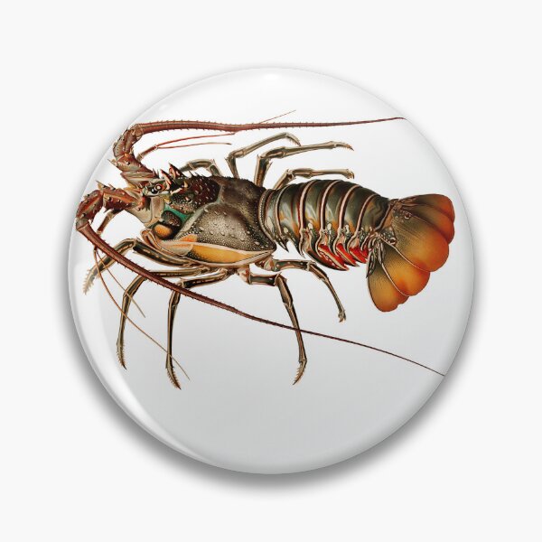 Aperçu de l'œuvre Image d'un homard créée et vendue par philipinct.