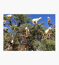Goats in an argan tree Photographic Print