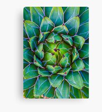 Succulent succulent Canvas Print