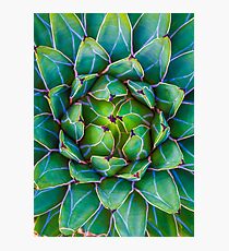 Succulent succulent Photographic Print