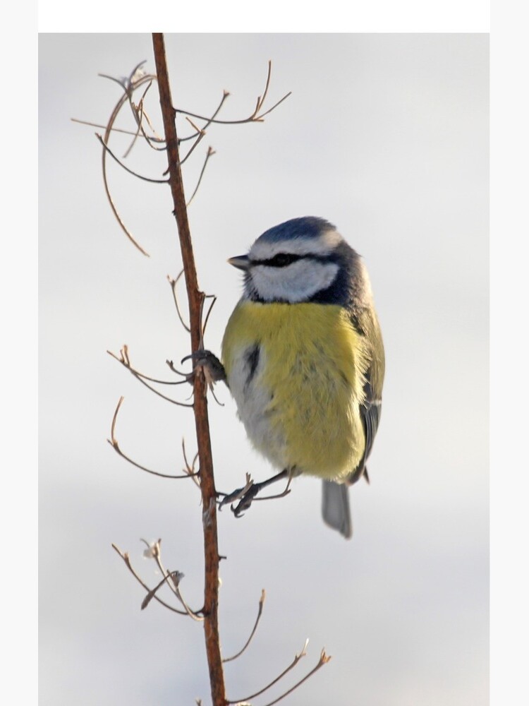 Blue Tit in winter by orcadia