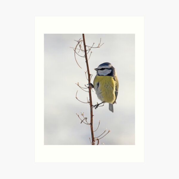 Blue Tit in winter Art Print