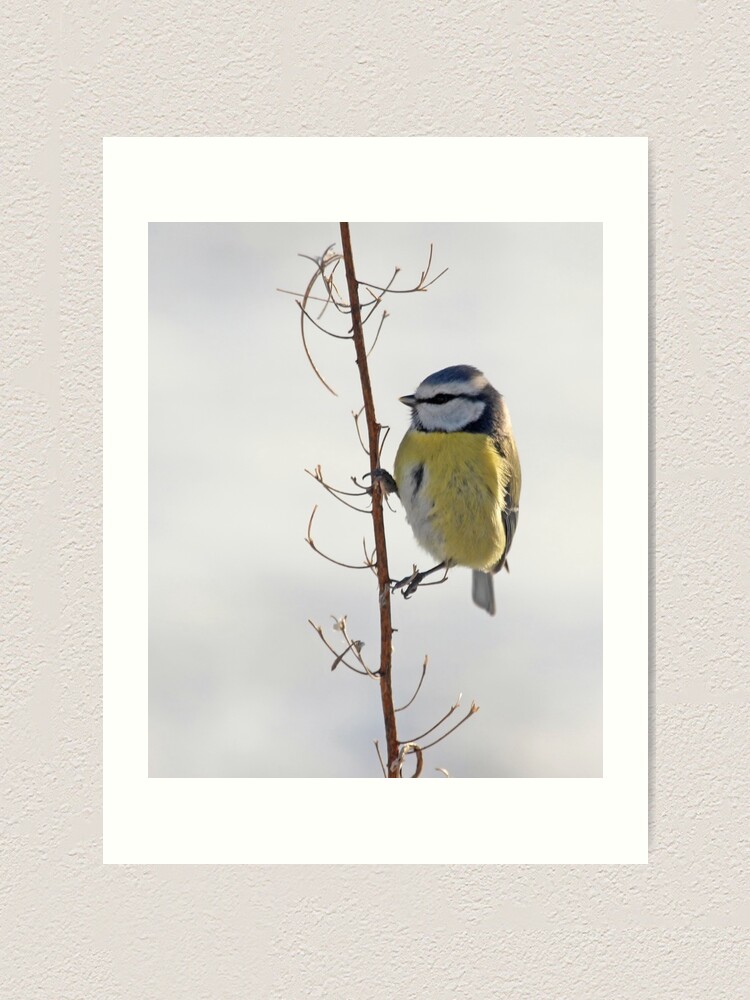 Alternate view of Blue Tit in winter Art Print