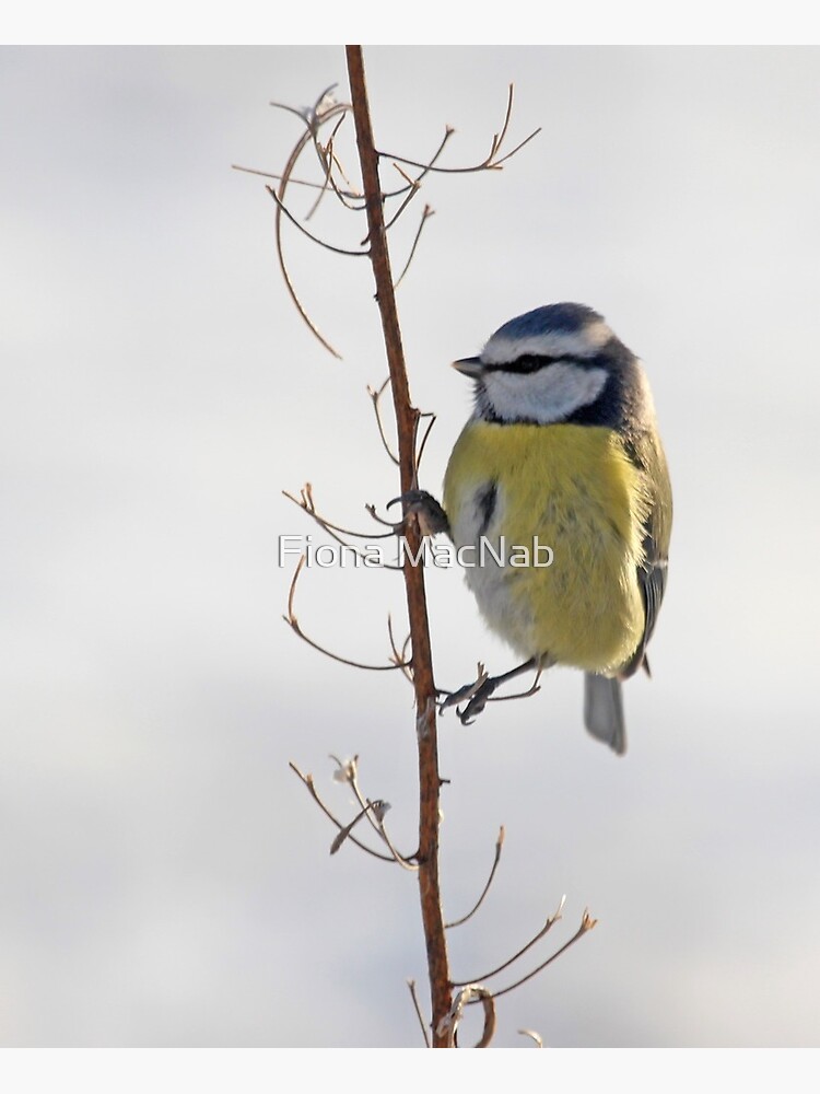Blue Tit in winter by orcadia