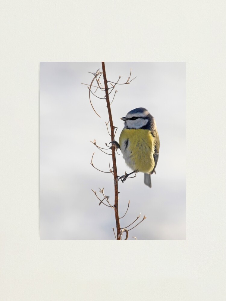 Alternate view of Blue Tit in winter Photographic Print