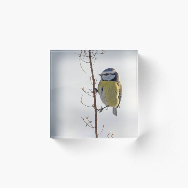 Blue Tit in winter Acrylic Block