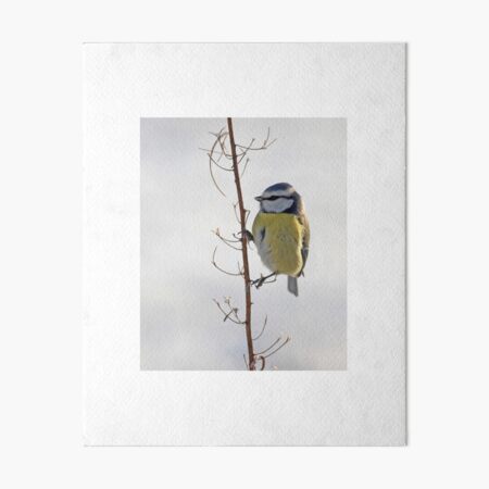 Blue Tit in winter Art Board Print