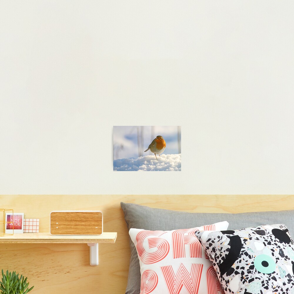 Winter robin Photographic Print