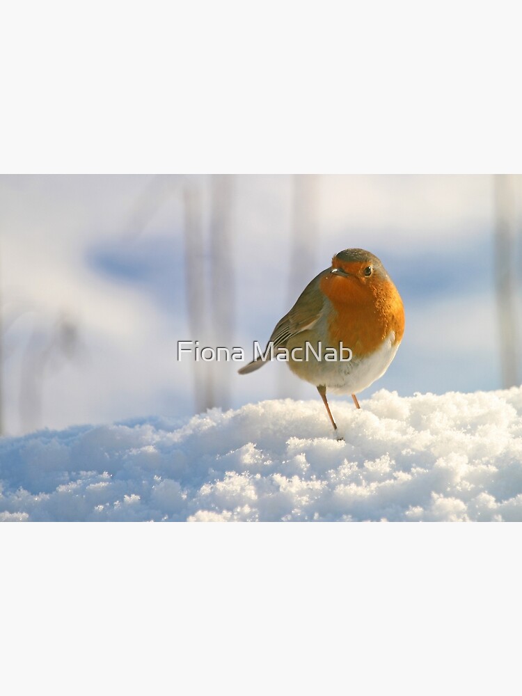 Winter robin by orcadia
