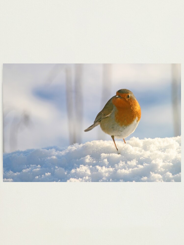 Alternate view of Winter robin Photographic Print