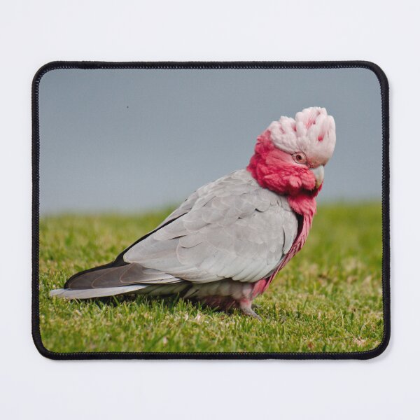 Item preview, PARROT ~ Galah by David Irwin DJIVPVWJWZG designed and sold by tasmanianartist.