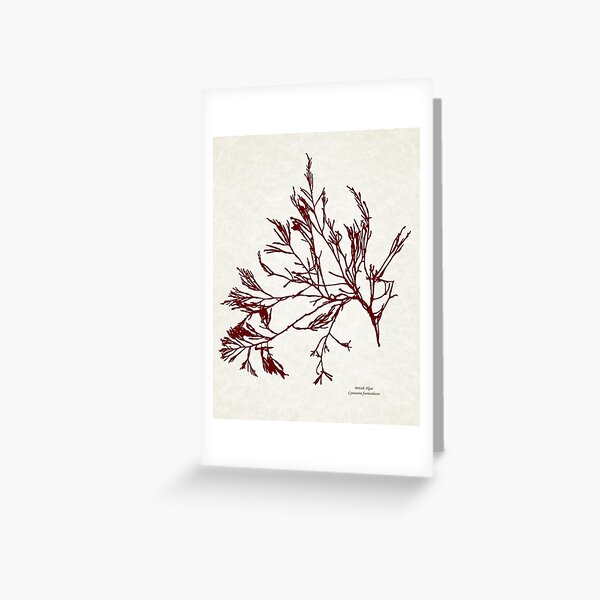 Algae Print Greeting Card-Seaweed Print Greeting Card-Botanical Mothers day Greeting Card-New Brunswick Greeting Card-Ocean Greeting Card