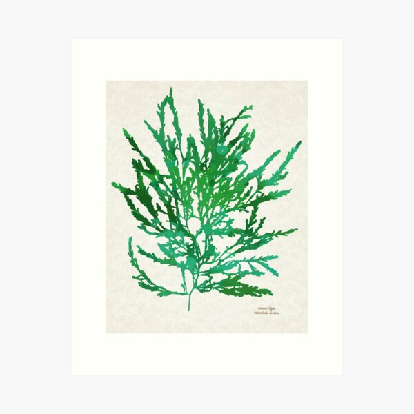 Item preview, Sea Green Seaweed Art designed and sold by Christina Rollo.