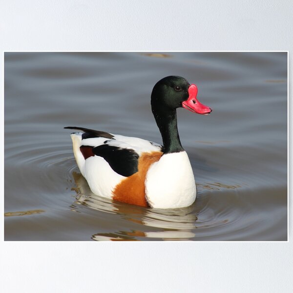 Item preview, Common Shelduck designed and sold by Yampimon.