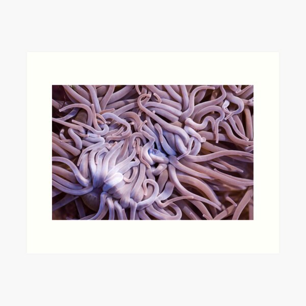 Anemone I Art Print