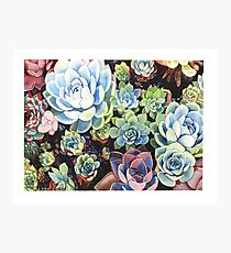 Succulent Field (watercolor) Photographic Print