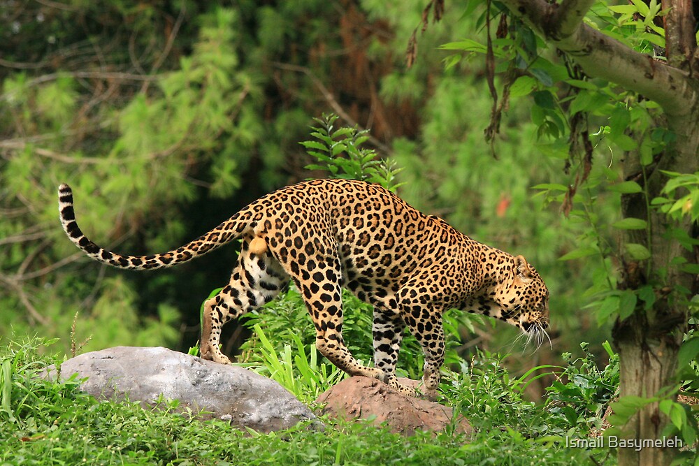 "Java Leopard" by Ismail Basymeleh | Redbubble