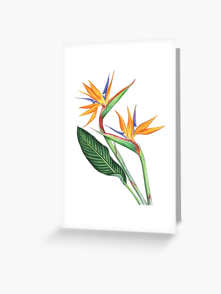 Bird Of Paradise Flower Blank Greeting Card With Envelope 