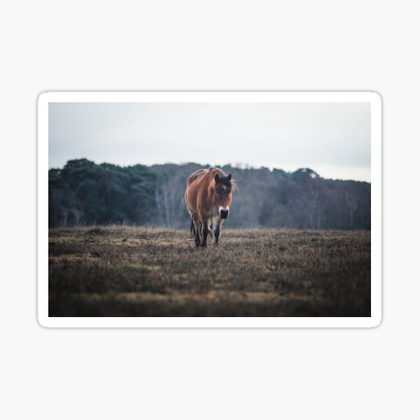 Residents of the New Forest Sticker
