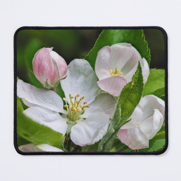 Item preview, Apple Blossom designed and sold by Graham Prentice.