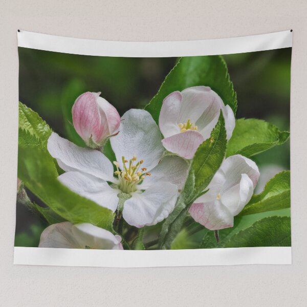 Item preview, Apple Blossom designed and sold by Graham Prentice.