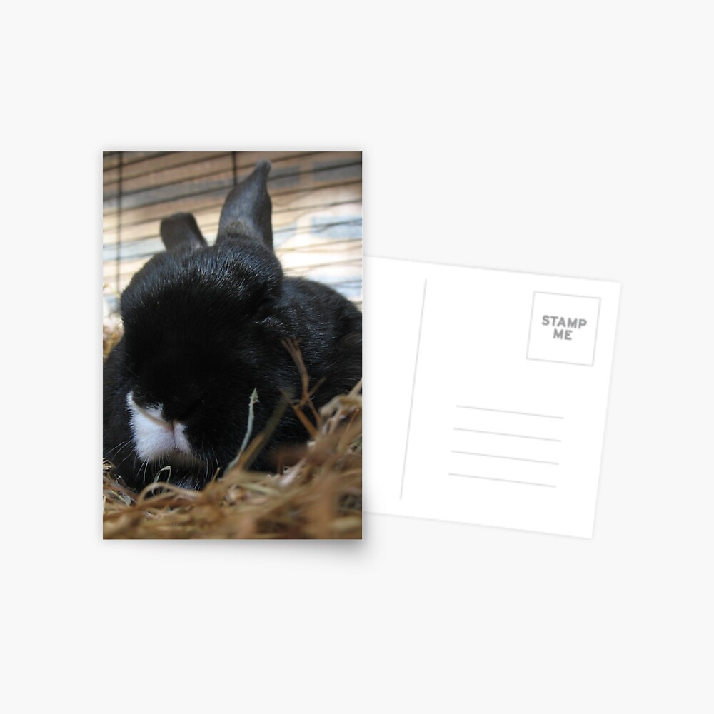 Smudge's snuggle Postcard