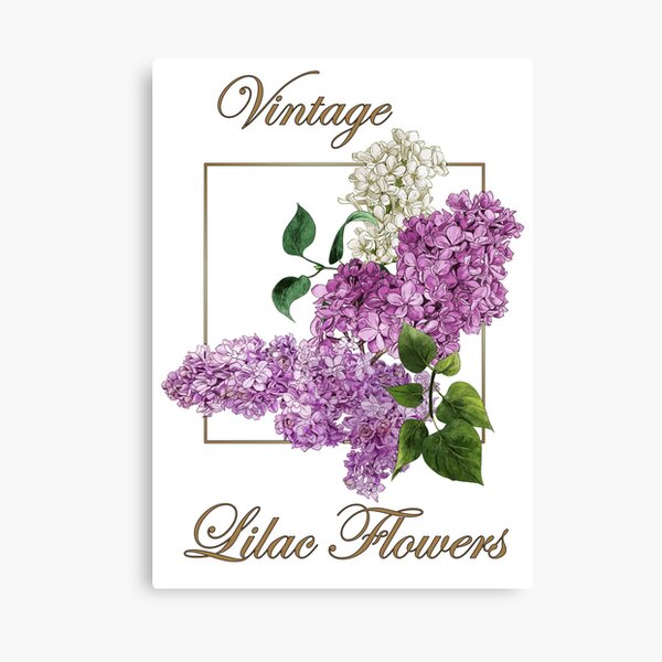 Lienzos: Flores Lilas Vintage | Redbubble