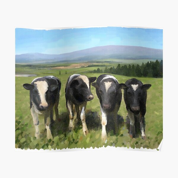 Curious cows Poster