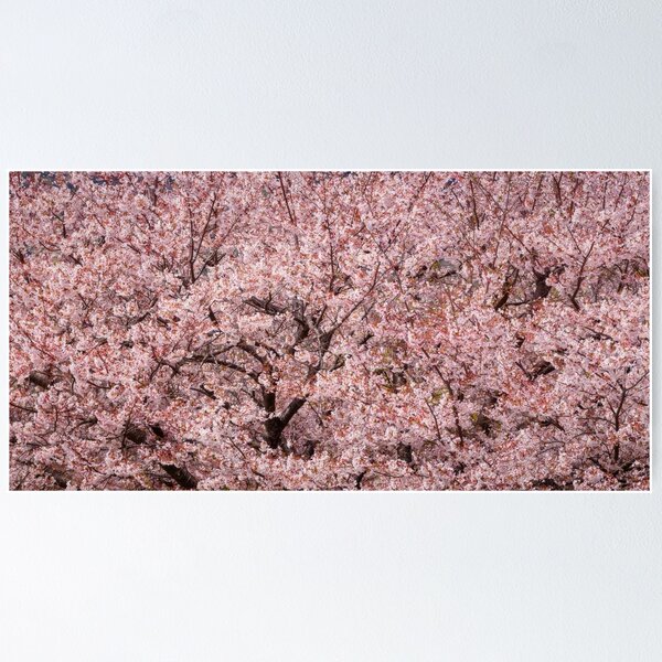 Aperçu de l'œuvre Tapisserie printanière (2022) - Panorama des fleurs de cerisier japonais créée et vendue par Jordan McChesney.