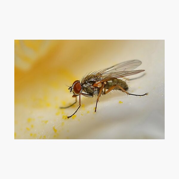 Item preview, Fly on Flower Petal designed and sold by relayer51.