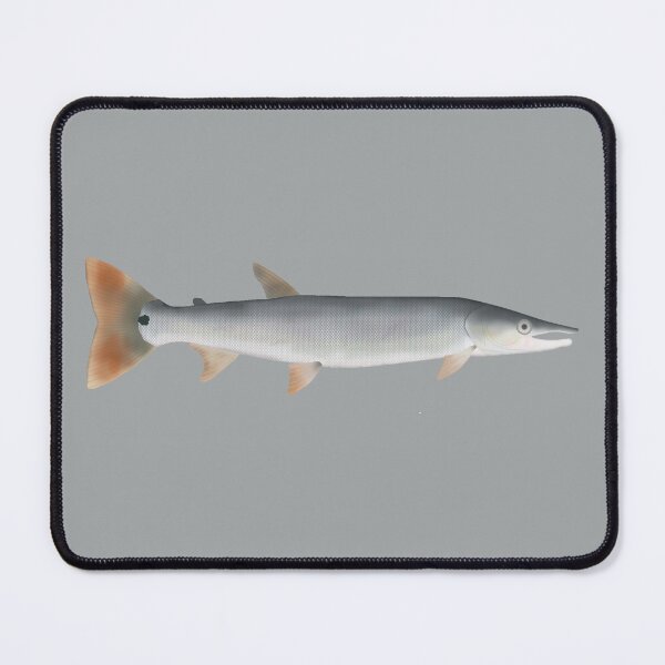 Item preview, Bicuda designed and sold by fishfolkart.
