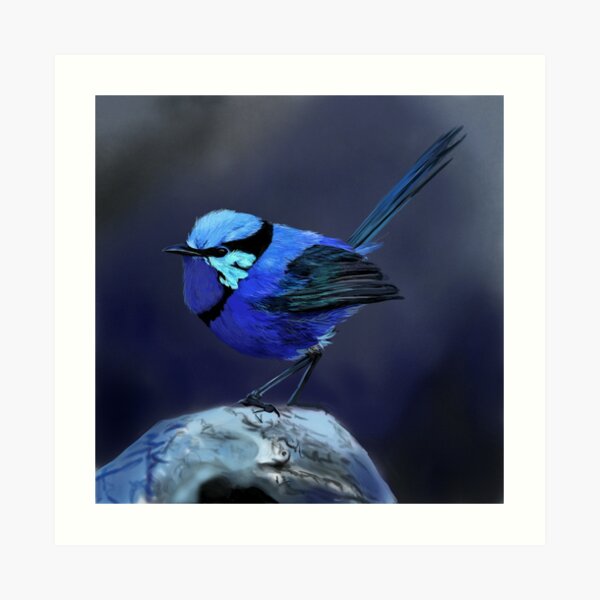 Splendid Fairy Wren Art Print
