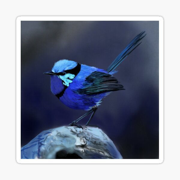 Splendid Fairy Wren Sticker