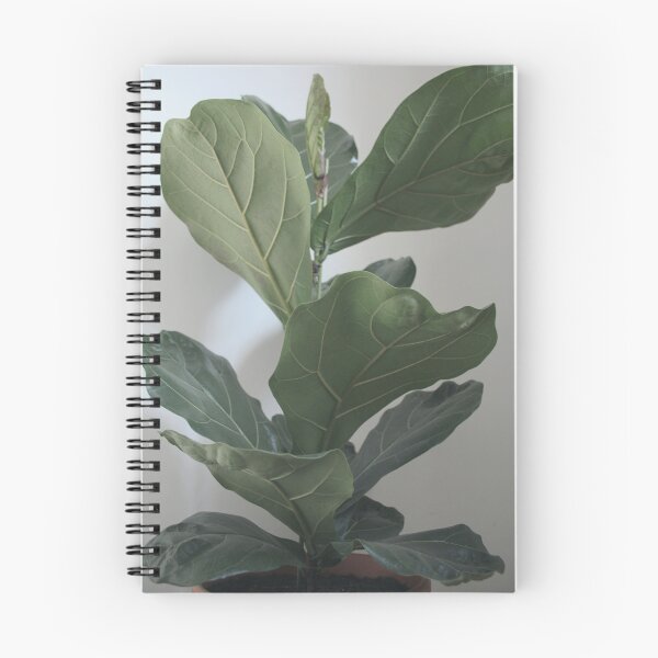 Item preview, Fiddle Leaf Fig Photograph designed and sold by Agneslvw.