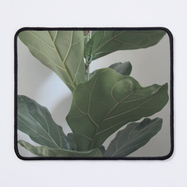 Item preview, Fiddle Leaf Fig Photograph designed and sold by Agneslvw.