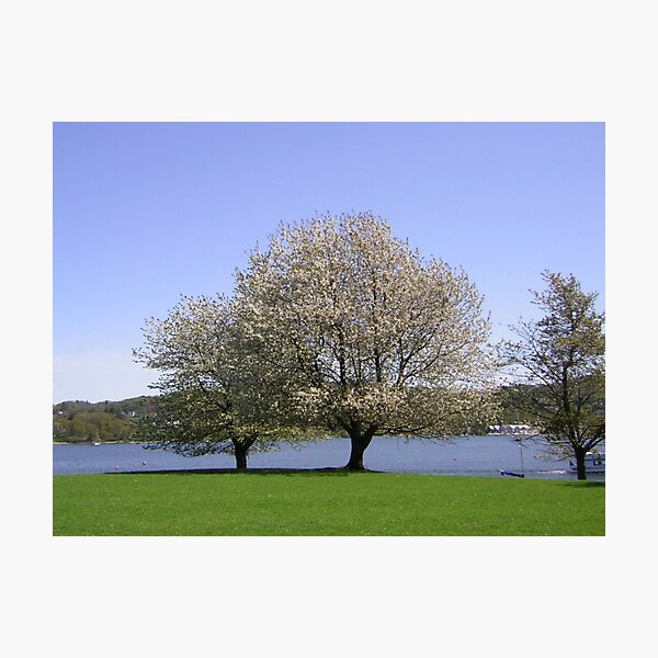 Item preview, Trees in blossom English lake district (Windermere) designed and sold by sword.