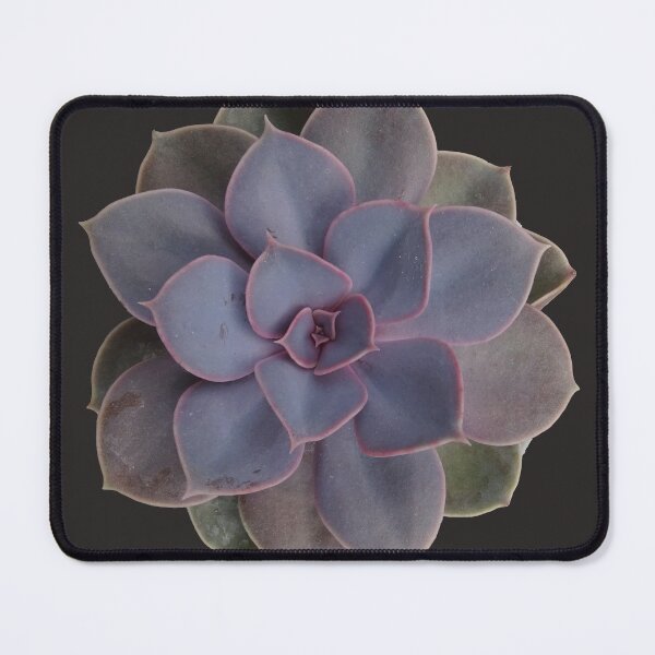 Item preview, Succulent Echeveria Perle Von Nurnberg - for every succulent lover designed and sold by Hito-desu.