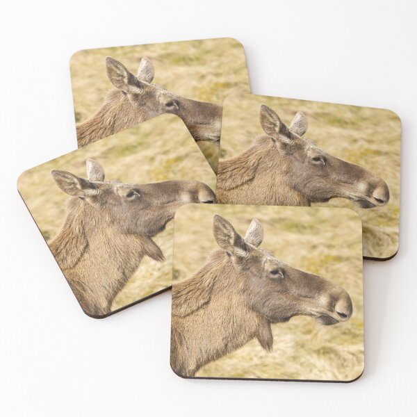 Aperçu de l'œuvre Orignal européen créée et vendue par rawshutterbug.