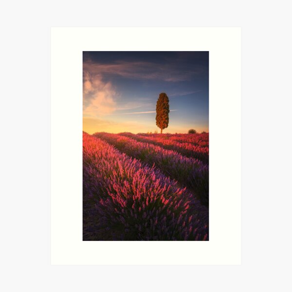 Lavender fields and cypress tree at sunset. Tuscany Art Print