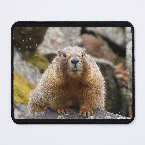 Item preview, Snowing on a Colorado Marmot  designed and sold by Betsy Seeton.