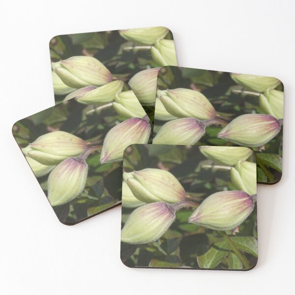 Item preview, clematis flower buds designed and sold by KathleenDawson.