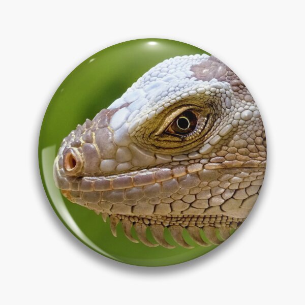 Item preview, Iguana Bust - Beautiful Reptile Photography designed and sold by TheEndlessStore.
